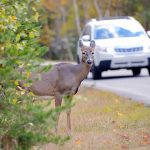 Avoid a deer-car collision